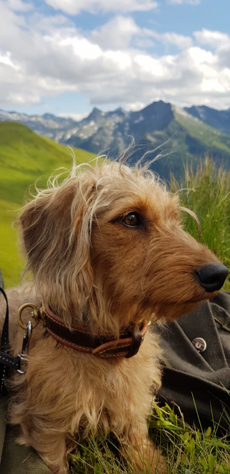 Alpenhaus Katschberg - Urlaub mit Hund