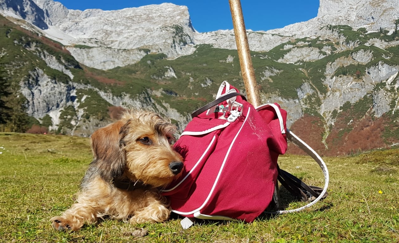 Alpenhaus Katschberg - Urlaub mit Hund